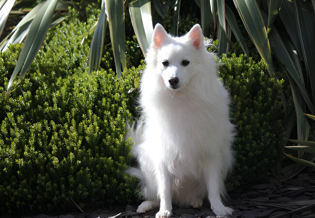 Volpino Italiano Guide 2025: Vet-Approved Care for Regal Companions 🐾