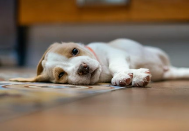 Vomiting & Diarrhea in Puppies 2025: Vet Reviewed Guide to Causes, Care & Prevention 🐶