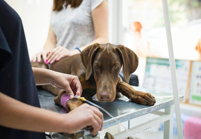 Von Willebrand Disease in Dogs 2025: Veterinary Guide & Care🐾🩺