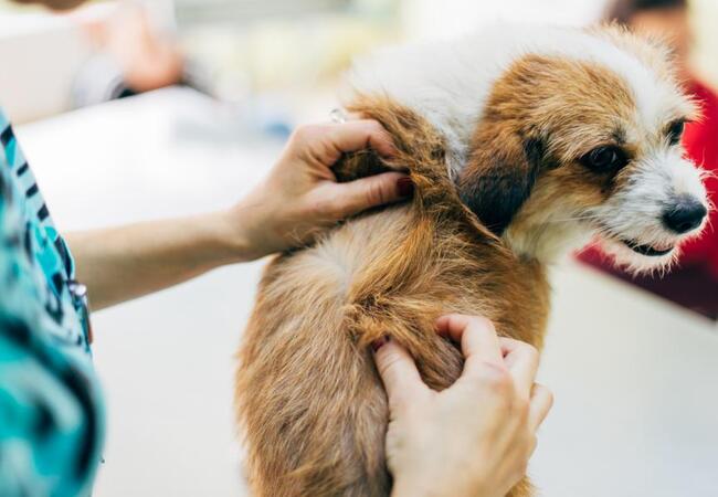 Walking Dandruff” & Dandruff in Dogs: Veterinary Guide & Care 2025 🩺🐾