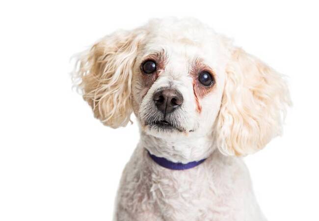 Watery Eyes (Epiphora) in Dogs: Vet Guide & Care 2025 🩺🐾