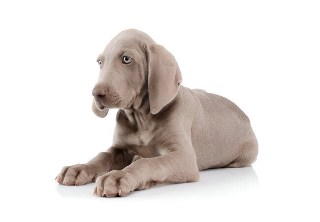 Weimaraner Guide 2025: Vet-Approved Care for the Gray Ghost 🐺❤️