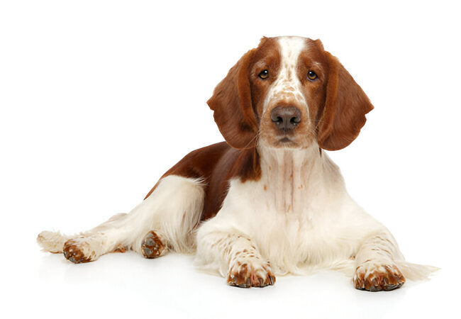 Welsh Springer Spaniel Guide 2025: Vet-Approved Care for Loyal Souls 🐶❤️