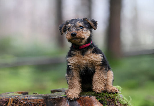 Welsh Terrier Guide 2025: Vet-Approved Care for Spirited Hunters 🐾✨