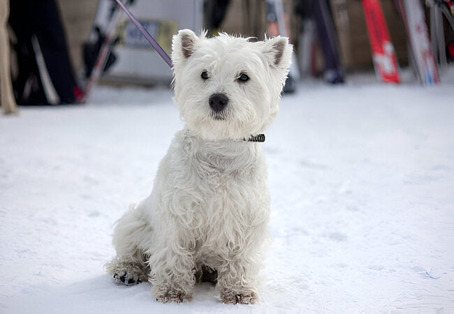 West Highland White Terrier Guide 2025: Vet-Approved Care for Westies 🐾🐶