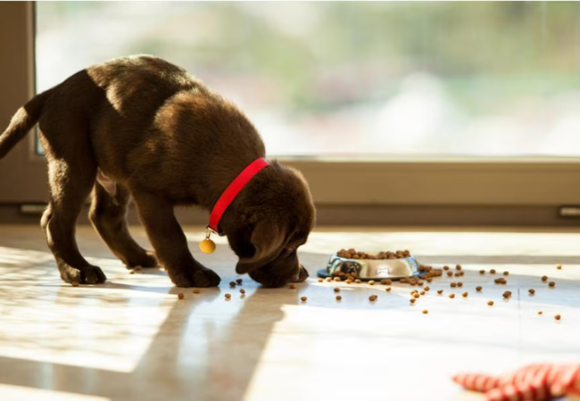 What Causes a Puppy to Stop Growing 2025: Vet Reviewed Guide 🐶