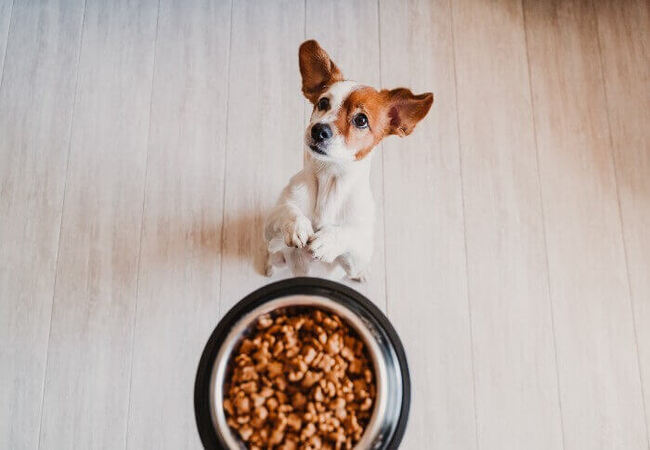 What Is AAFCO and What Does It Do? A Vet’s Guide for 2025 🐶🩺