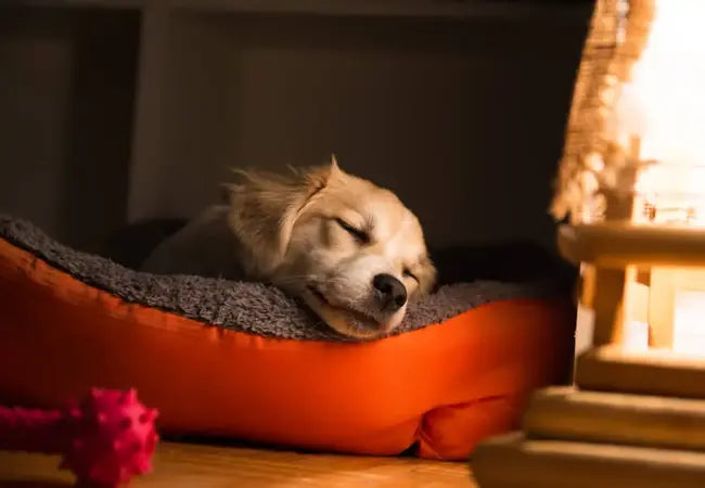 What Is Best Natural Food for Dogs with Sensitive Stomachs in 2025? A Vet’s Guide 🌿🐶