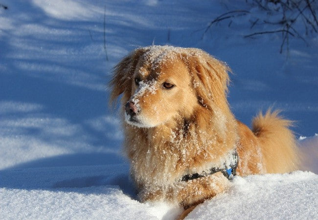 What Is Dog Snow Nose? A Vet Approved Guide for 2025 🐶