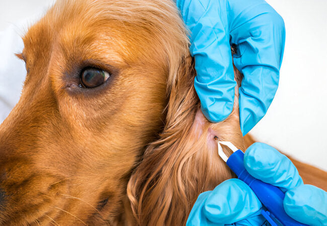 Lyme Disease in Dogs: 2025 Vet-Approved Prevention & Treatment Guide 🐕🦠