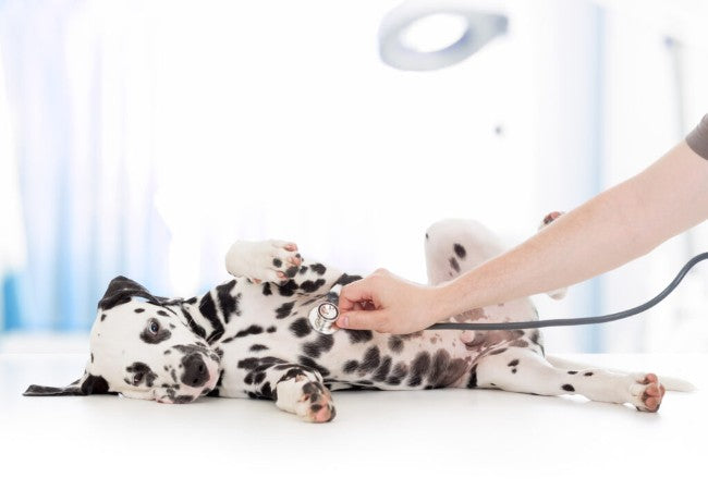 What Is a Veterinary Technician? A Vet-Approved Guide for Pet Parents in 2025 🩺🐶