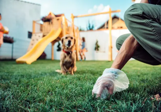 What Your Dog’s Poop Says About Health