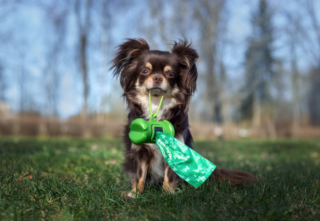 What Your Puppy’s Poop Says About Their Health Vet’s Stool Guide🐶✨