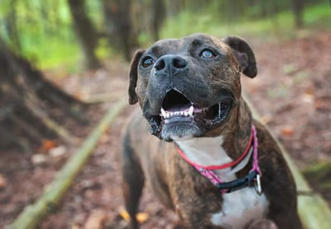 What to Consider Before Adopting a Blind Dog: A Vet Approved Guide for 2025 🐶🐾