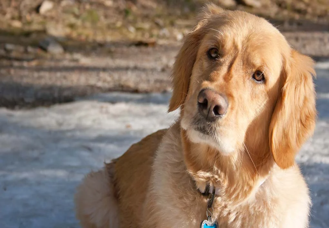 What to Consider Before Adopting a Deaf Dog: A Vet Approved Guide for 2025 🐶🐾
