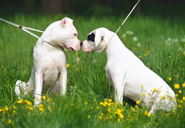 What to Do About Dog Bullies & Dogs Who Bully Others — Vet Guide 2025 ✅🐶⚖️