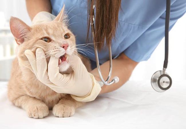 What to Do If Your Cat Stops Eating
