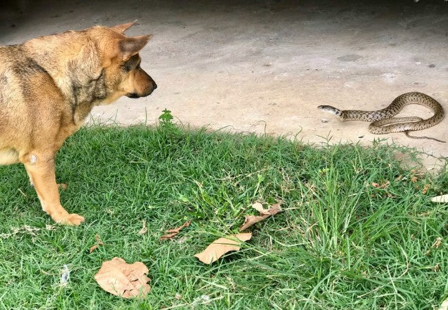 What to Do If a Snake Bites Your Dog in 2025 Vet Approved First Aid 🐍🐶