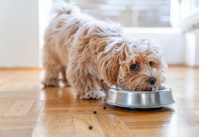 What to Feed a Dog with Bladder Stones 2025: Vet Approved Guide 🐶