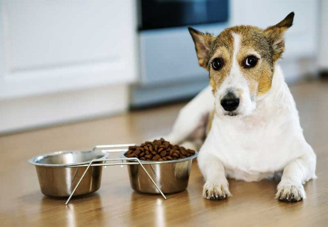 What to Feed a Dog with Diarrhea 2025: Vet Approved Recovery Guide 🐶