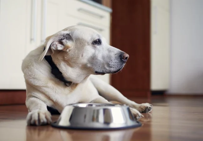 What to Feed a Dog with Diarrhea – Vet-Approved Nutrition & Recovery Tips 2025 🐾🍚