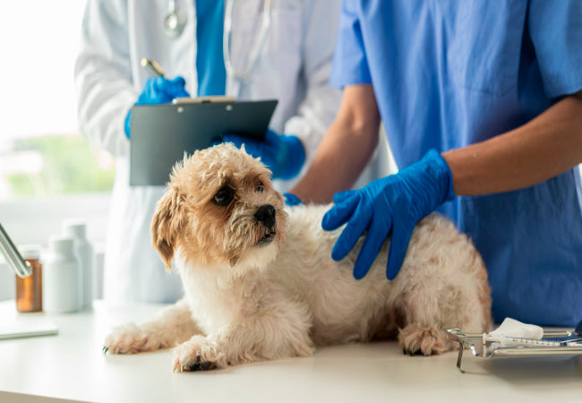When ‘Naughty’ is Neurological 2025: Behavior Changes Needing a Vet 🐶✨