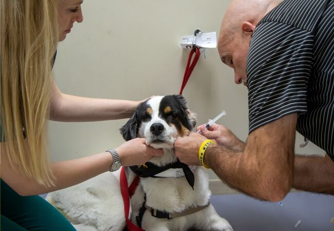 When Your Dog Is Diagnosed with Cancer: Veterinary Guide & Aftercare 2025 🩺🐾