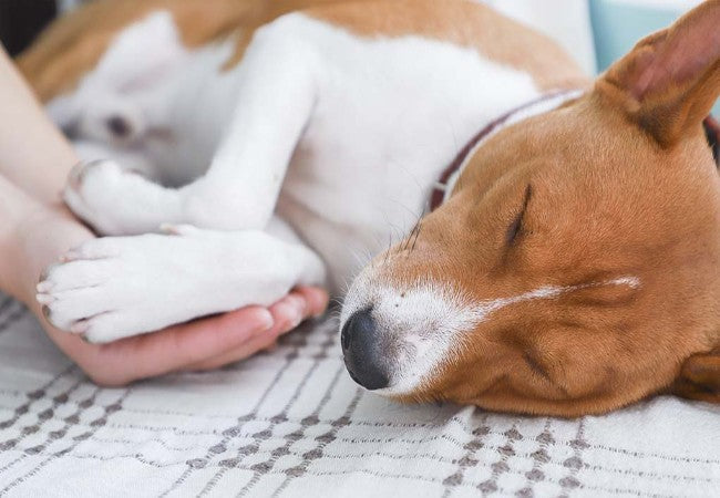 When to Put a Dog Down in 2025: Vet-Guided Quality-of-Life Decision 🐾💔