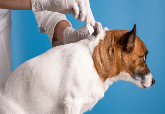 When to Start Flea & Tick Prevention 2025: Vet Approved Guide 🐾