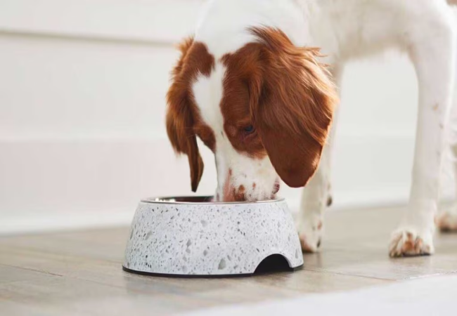 When to Switch Puppy to Adult Dog Food 2025: Vet Approved Guide 🐶
