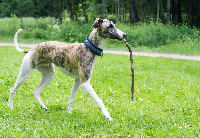 Whippet Guide 2025: Sleek “Poor Man’s Racehorse”—Speedy, Gentle & Loyal Companion 🐎💕