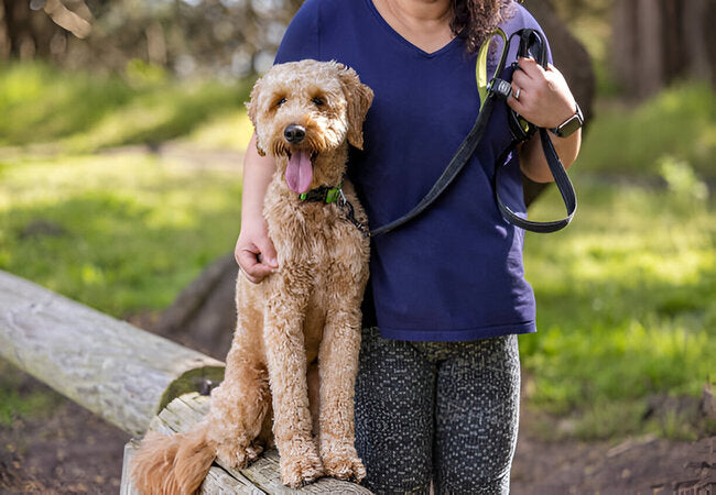 Whoodle Guide 2025: Vet-Approved Care for a Smart, Family Pup 🐾