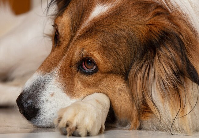 Why Are My Dog’s Eyes Red? A Vet’s 2025 Guide to Causes, Treatment & Prevention 🐶👁️