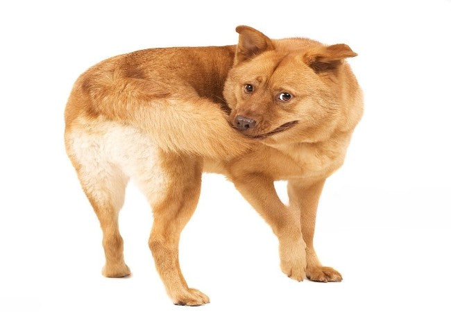 Why Do Dogs Chase Their Tails? A Vet’s Behavioral Breakdown (2025) 🐶🔍