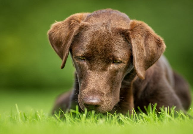 Why Do Dogs Eat Grass? Vet Backed Reasons and When to Worry 2025 🌿🐶