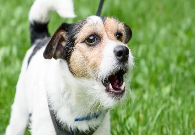 Why Do Dogs Growl? Vet‑Approved 2025 Guide to Understanding & Responding🩺🐶