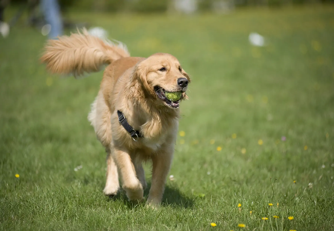 Why Do Dogs Howl? Vet’s 2025 Guide to Canine Communication 🐶🔊