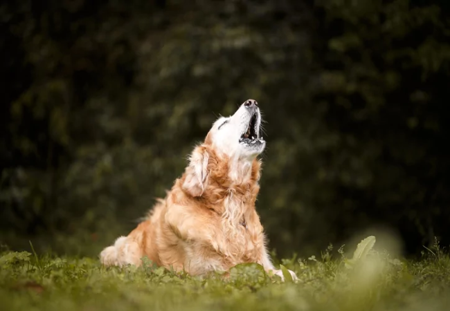 Why Do Dogs Howl at Sirens? Understanding Canine Howls & Vet Advice for 2025 🐶