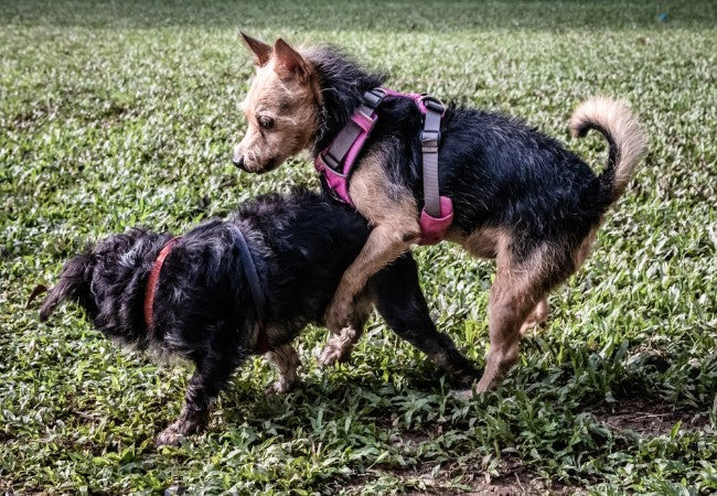 Why Do Dogs Hump? Vet‑Approved 2025 Guide to Understanding & Managing Mounting Behavior🩺🐶