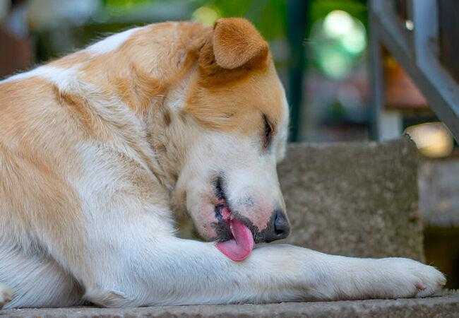 Why Do Dogs Lick Wounds?