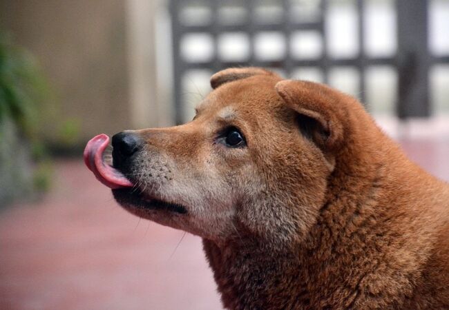 Why Do Dogs Lick the Air? Vet Insights 2025 🐶👅