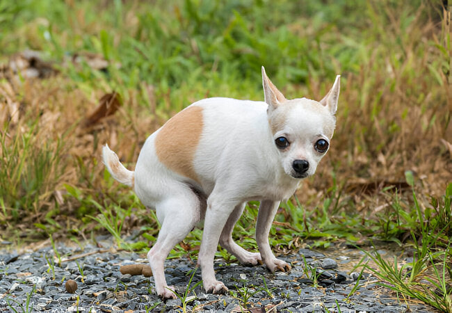 Why Dogs Watch You While Pooping: 2025 Vet-Approved Behavior Guide 🐕👀