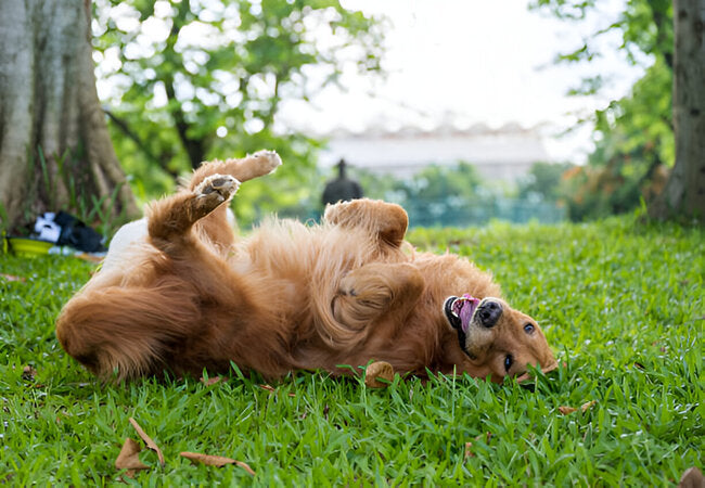 Why Do Dogs Roll in Grass Vet Explanations 2025 ✅🐶🌱