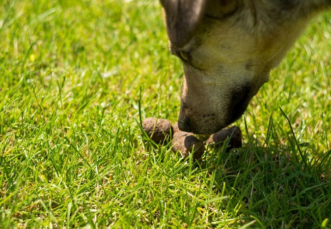 Why Do Puppies Eat Poop in 2025 – Vet‑Approved Guide to Coprophagia Causes & Solutions 🐾💩