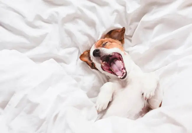 Why Dogs Bark in Their Sleep: 2025 Vet-Approved Behavior Guide 💤🐕