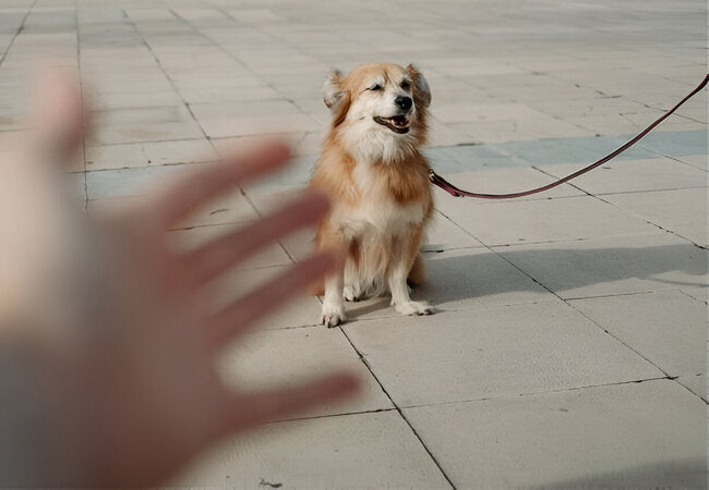 Why Dogs Ignore Owners: 2025 Vet-Approved Bonding Solutions 🐕💞