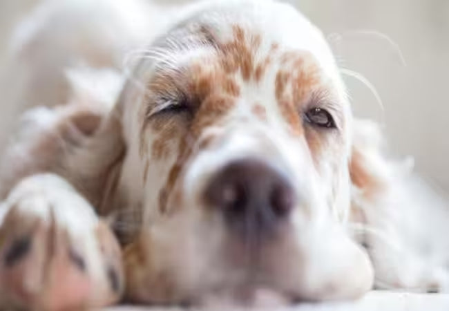 Canine Sleep Quirks: 2025 Vet’s Guide to Open-Eyed Naps 🛌🐶
