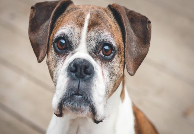 Why Does My Dog Stare at Me? Vet Backed Reasons and What It Means 2025 👀🐶