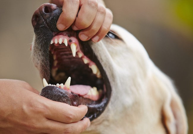 Why Does My Dog’s Breath Smell? Vet‑Approved 2025 Guide to Halitosis Causes & Solutions🩺🐶