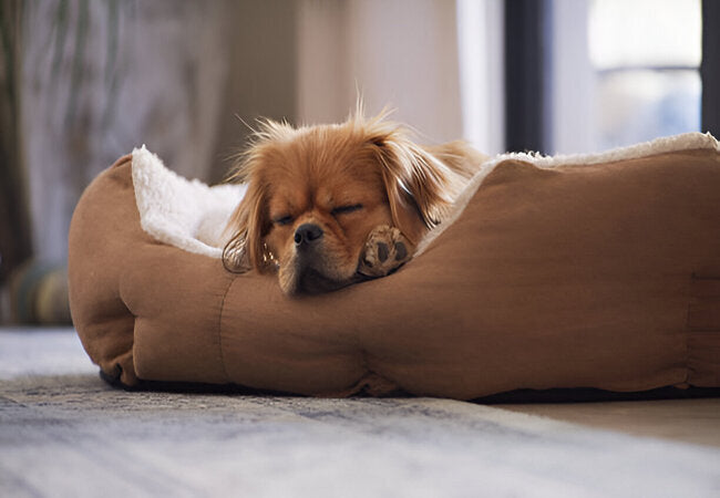 Why Dogs Bark in Their Sleep in 2025 – Vet‑Approved Guide to Canine Dreamtime 🐶💤